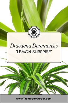 Add a burst of brightness with Dracaena Deremensis 'Lemon Surprise'! 🌱 Featuring vibrant yellow and green striped leaves, this stunning plant will instantly liven up any room with its cheerful, tropical vibe. 🌿
​
​#DracaenaLemonSurprise #Dracaena #TropicalVibes #HouseplantGoals #IndoorJungle #GreenThumb #LowMaintenancePlants #TheHardenGarden #BrightenYourSpace #PlantLovers