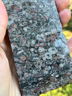 a person holding up a piece of rock in their left hand with other rocks and shells on it