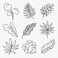 different types of leaves drawn in black and white