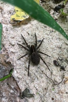 a large spider sitting on top of a sandy ground next to green plants and leaves