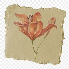 an old piece of paper with flowers painted on it, hd png clipart