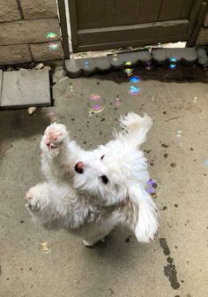 a small white dog standing on its hind legs in front of a door with bubbles all over it