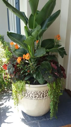 a large potted plant sitting on top of a blue tile floor