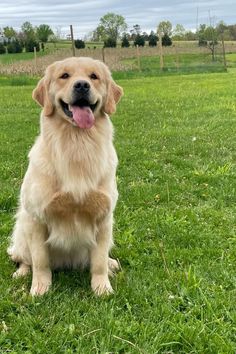 a golden retriever sitting in the grass with its tongue out and it's tongue hanging out