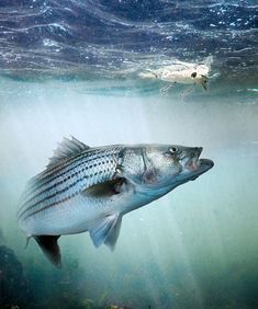 a large fish swimming in the water