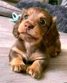 a brown and black puppy laying on top of a wooden floor