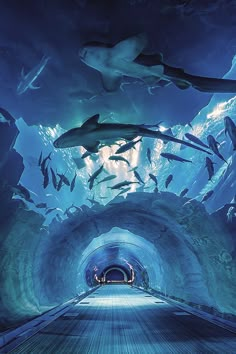 an underwater tunnel filled with lots of fish