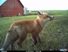 a red fox standing on top of a lush green field next to a wooden barn