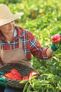 a woman holding a basket full of tomatoes in her hands and wearing a straw hat