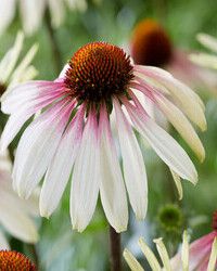 white and pink flowers with green leaves in the background