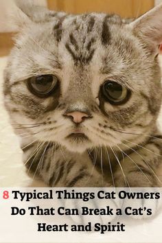 a cat with the caption 8 typical things cat owners do that can break a cat's heart and spirit