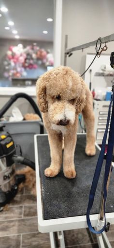 a brown poodle standing on top of a table next to a blue leasher