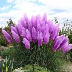 purple flowers are growing in the grass