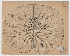 this is an image of a diagram of the human brain in brown paper with black ink