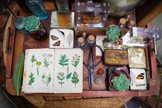 an assortment of plants and books on a wooden table with scissors, glass bottles and other items