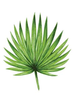 a palm leaf is shown on a white background