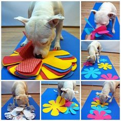 several pictures of a dog playing with paper flowers