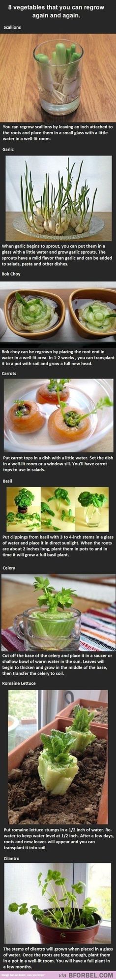 the steps in how to make an appetizer with vegetables and herbs on it