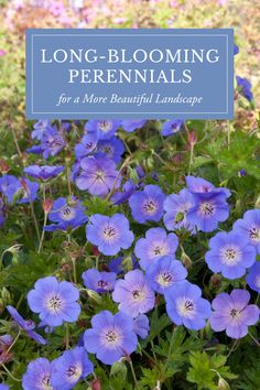 blue flowers with the title long blooming perennials for a more beautiful landscape