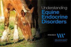 Soft Tissue Injury, Endocrine Disorders, Horse Books, Periodontal Disease, Horse Care, Disease, To Learn