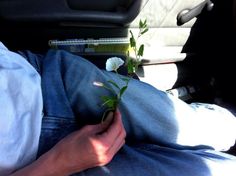 a person laying in the back seat of a car holding a small plant with leaves on it