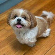 a small brown and white dog standing on top of a wooden floor