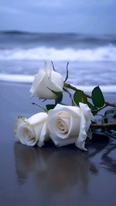 three white roses sitting on top of a beach next to the ocean with waves coming in