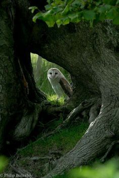 an owl is sitting in the shade of a large tree, peering out from behind it