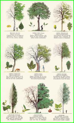 a poster showing different types of trees and their leaves, with instructions on how to care for them