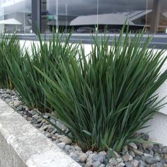 some very pretty green plants by the side of a building with rocks and stones in front of it