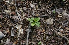 a small green plant growing out of the ground in some dirt and grass with rocks around it