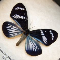 a blue and white butterfly sitting on top of an open book with writing underneath it