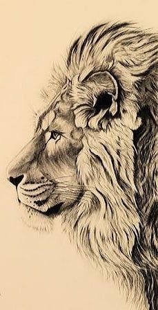 a black and white drawing of a lion