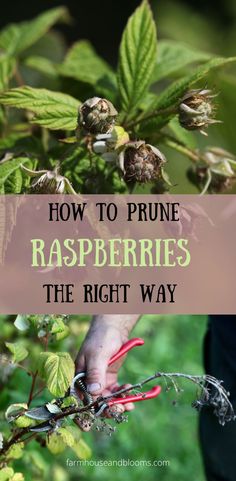 two pictures, one of green immature raspberries on the bush, and one of pruning raspberry bushes Rasberry Bushes, Raspberry Plant, Fruit Tree Garden, Pruning Fruit Trees