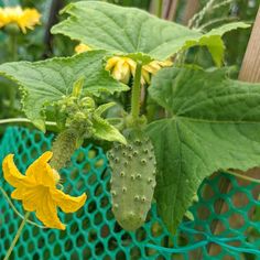 a yellow flower growing on the side of a green netted plant in a garden