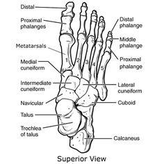 the anatomy of the foot and ankle