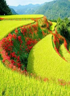 a lush green field with red flowers growing on the side and hills in the background