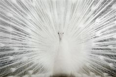 a white peacock with its feathers spread out in front of it's head and body