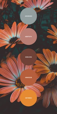 20 gorgeous Color Palette Collection Inspiration for Fall 2022! All with the hex code included read for you to use on your Canva, Illustration and Branding design. Fall Color Palette, Fall Wedding Colors, Color Inspo, Fall Color, Paint Colors For Home, Fall 2022