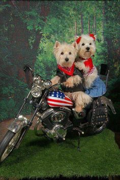 two dogs sitting on top of a motorcycle with an american flag bandanna around its neck