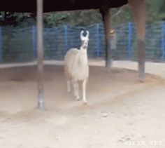 an animal that is walking around in the dirt and fenced off area with blue fencing