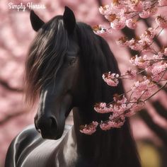 a black horse standing next to pink flowers