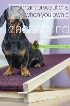 a dachshund dog sitting on top of a wooden bench with the caption, important precations when you own a dachshund