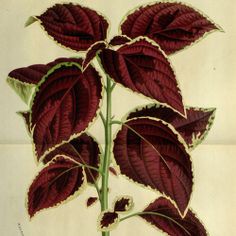 a drawing of a plant with red leaves