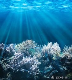 an underwater view of corals and seaweed in the ocean