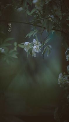 white flowers are blooming on a tree branch in the dark night time, with chinese writing above them