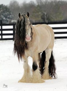 a horse that is standing in the snow with long hair on it's back legs