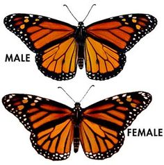 two orange butterflies with the names of each species on their wings, one is male and one is female