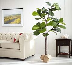 a living room with a couch and a potted plant