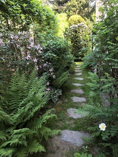 a stone path surrounded by lush green plants